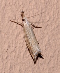 Metacrambus carectellus