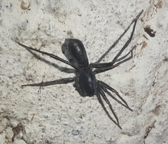 Corinnidae