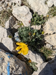 Papaver alpinum