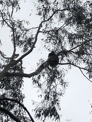 Phascolarctos cinereus victor
