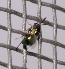 Torymidae
