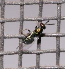 Torymidae