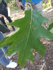Quercus rubra