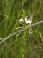 Westringia tenuicaulis