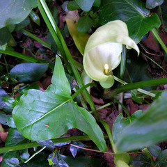 Zantedeschia aethiopica