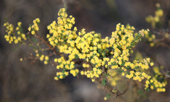 Acacia pulchella