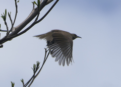 Myzomela obscura