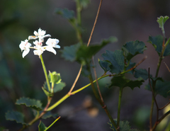 Xanthosia rotundifolia