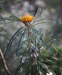 Banksia formosa