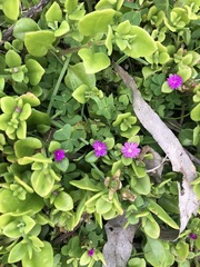 Mesembryanthemum cordifolium