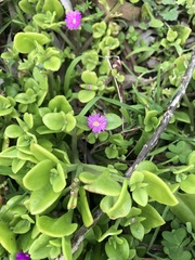 Mesembryanthemum cordifolium
