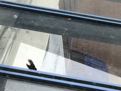 Ptyonoprogne rupestris