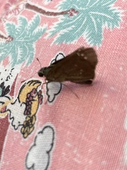 Polytremis lubricans