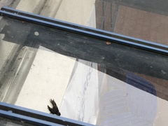 Ptyonoprogne rupestris