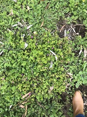 Mesembryanthemum cordifolium