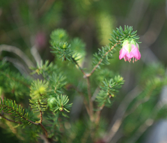 Darwinia