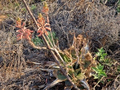 Aloe greatheadii