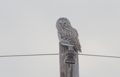 Strix uralensis