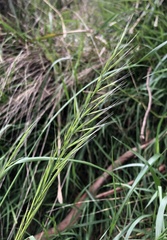 Festuca myuros