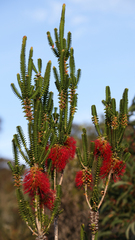 Melaleuca transversa