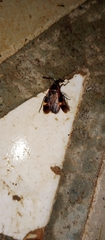 Pyrrhocoroidea