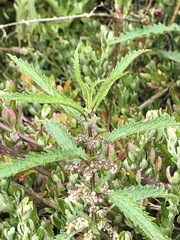 Urtica incisa