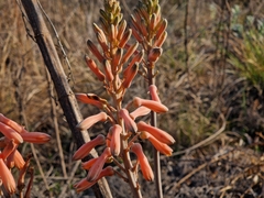 Aloe greatheadii