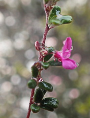 Indigofera sp9