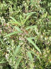 Urtica incisa