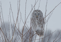 Strix uralensis
