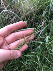 Festuca myuros