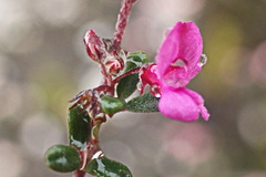 Indigofera sp9