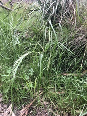 Festuca myuros
