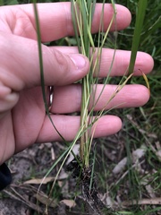 Festuca myuros