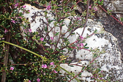 Indigofera sp9