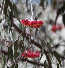 Eucalyptus caesia