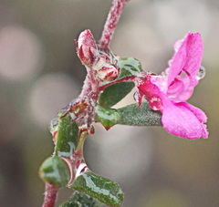 Indigofera sp9