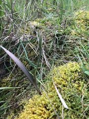 Thelymitra brevifolia