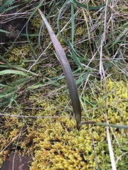 Thelymitra brevifolia