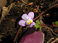 Cymbalaria muralis
