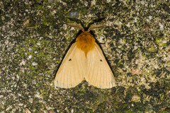 Lemonia taraxaci