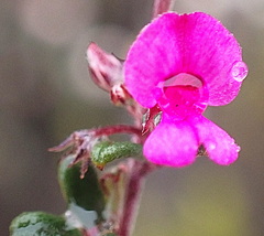Indigofera sp9
