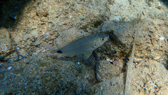 Diplodus annularis