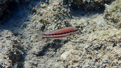 Serranus cabrilla