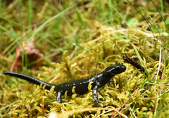 Salamandra atra
