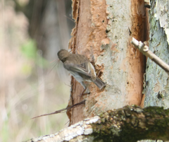 Ramsayornis modestus