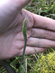 Thelymitra brevifolia