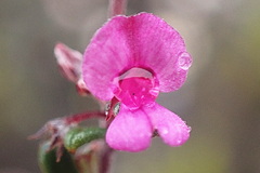 Indigofera sp9