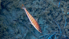 Serranus cabrilla