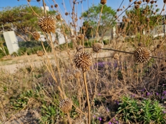 Leonotis nepetifolia